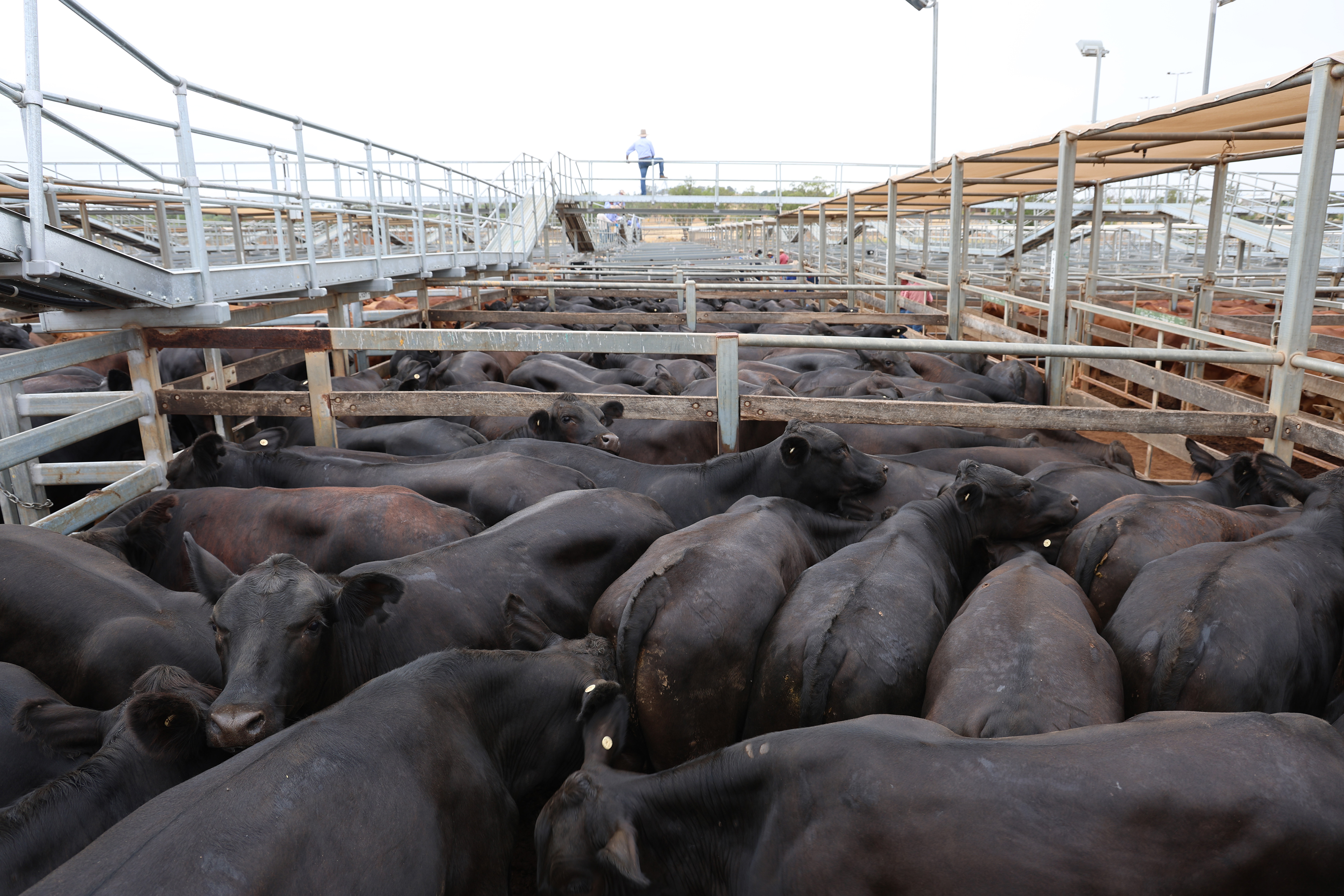 AR, C & NJ Hamilton's steers..jpg