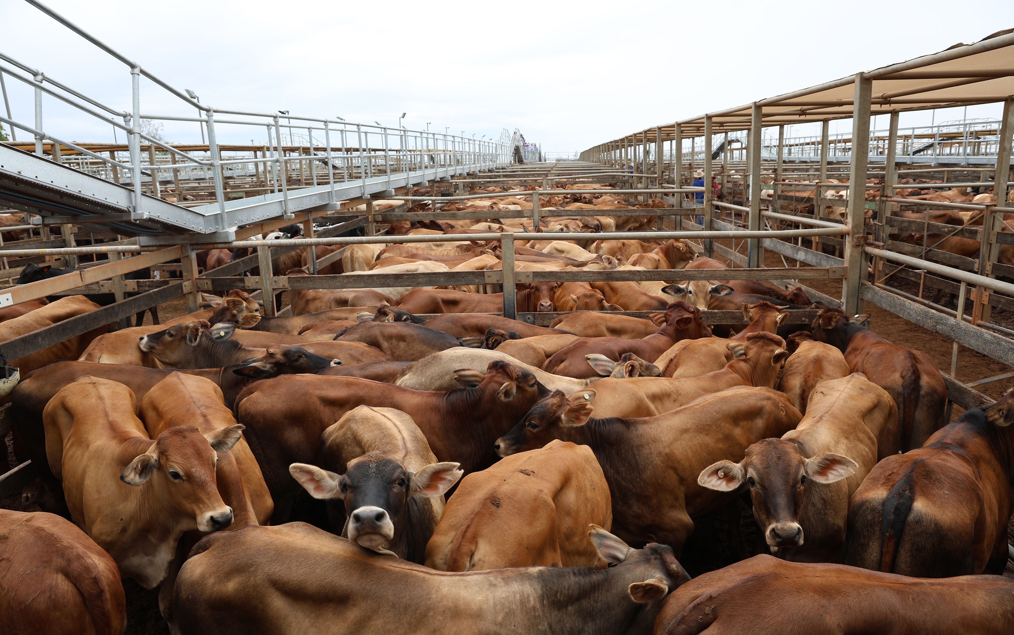 Brah-Lim Cattle Co Pty Ltd's steers..jpg