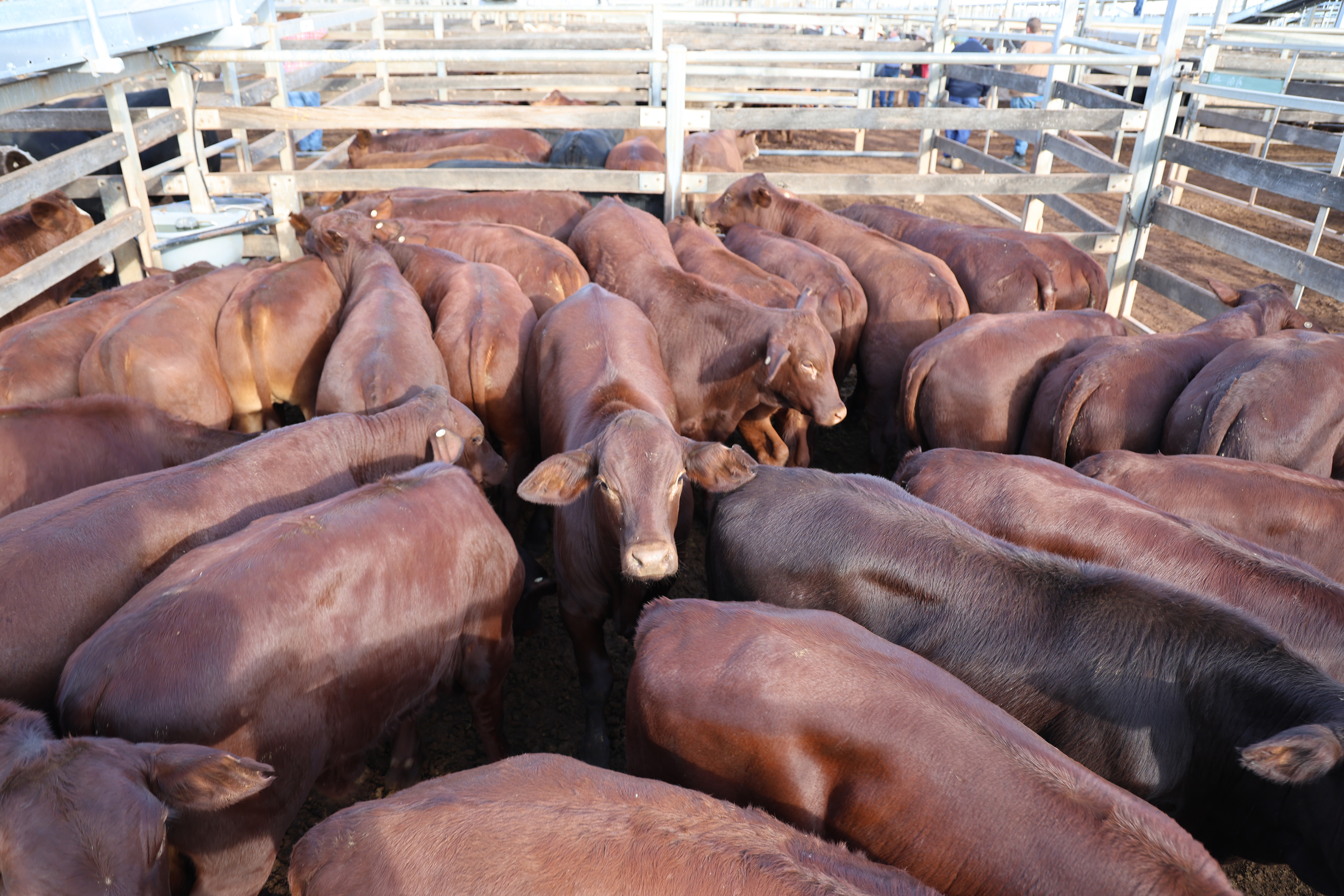Brown Grazing’s steers..jpg