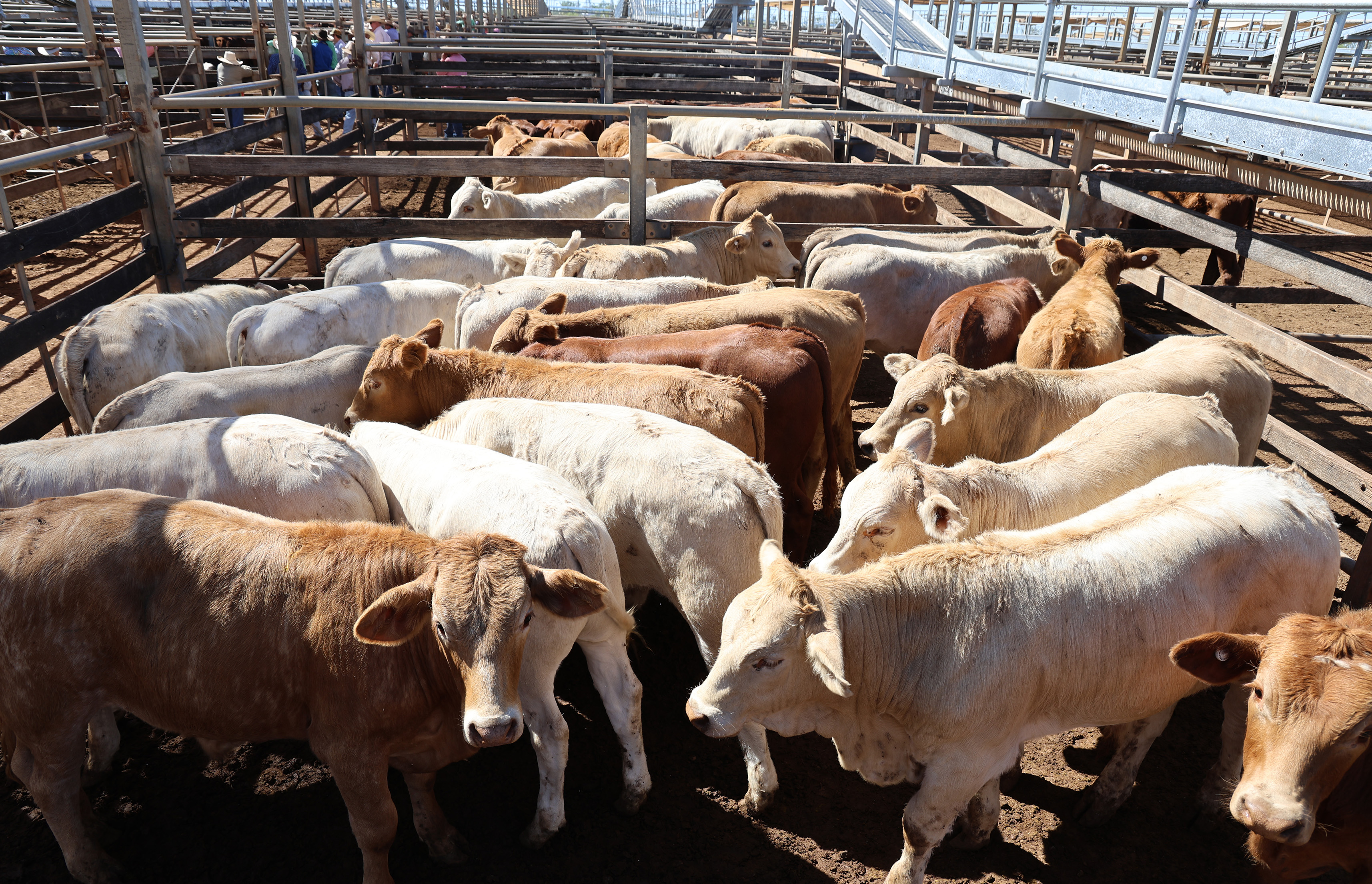 Alcurah Creek Grazing's steers..jpg