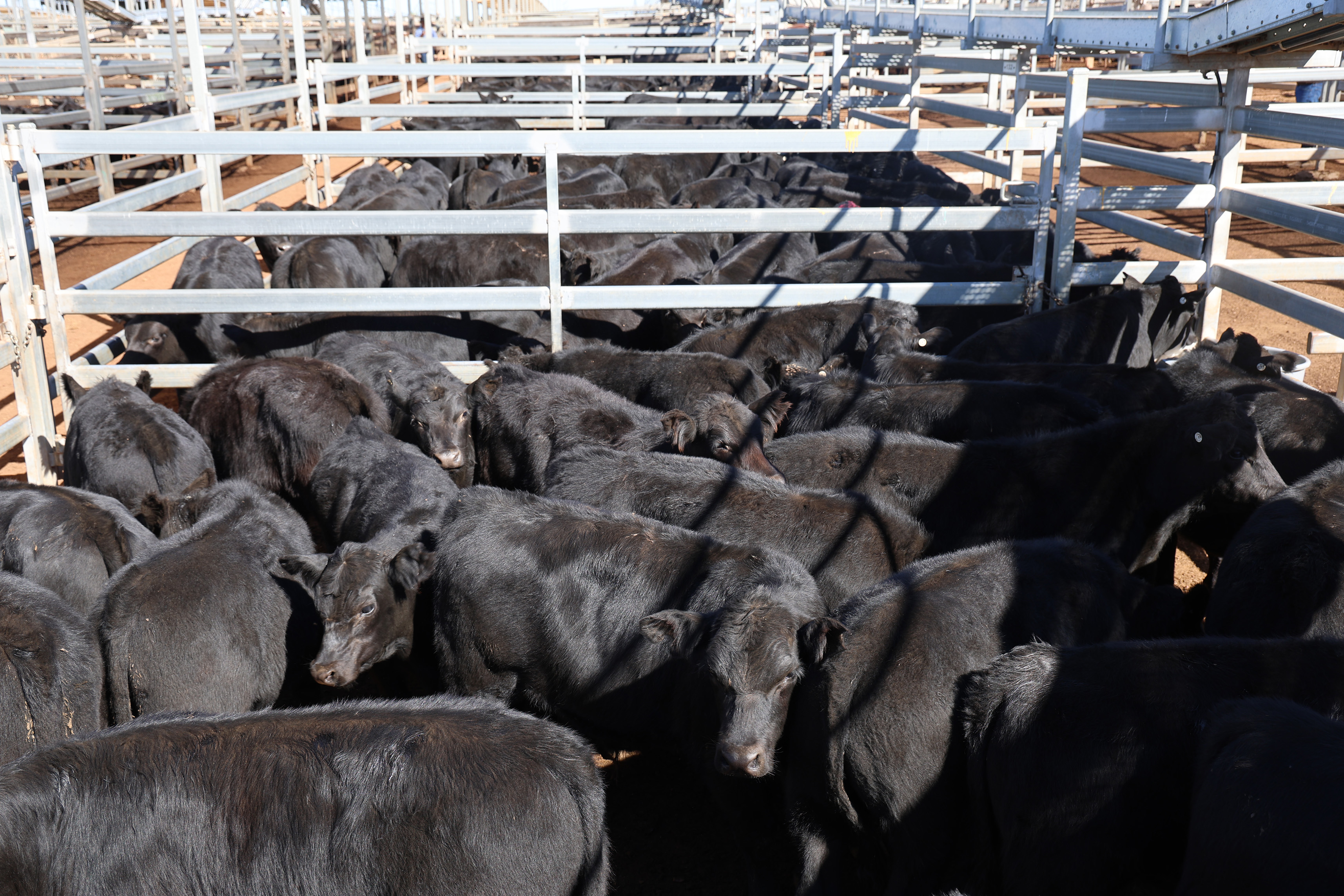 DC Diamond Past Co's steers..jpg