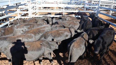 M.F. Gadsby's steers..jpg