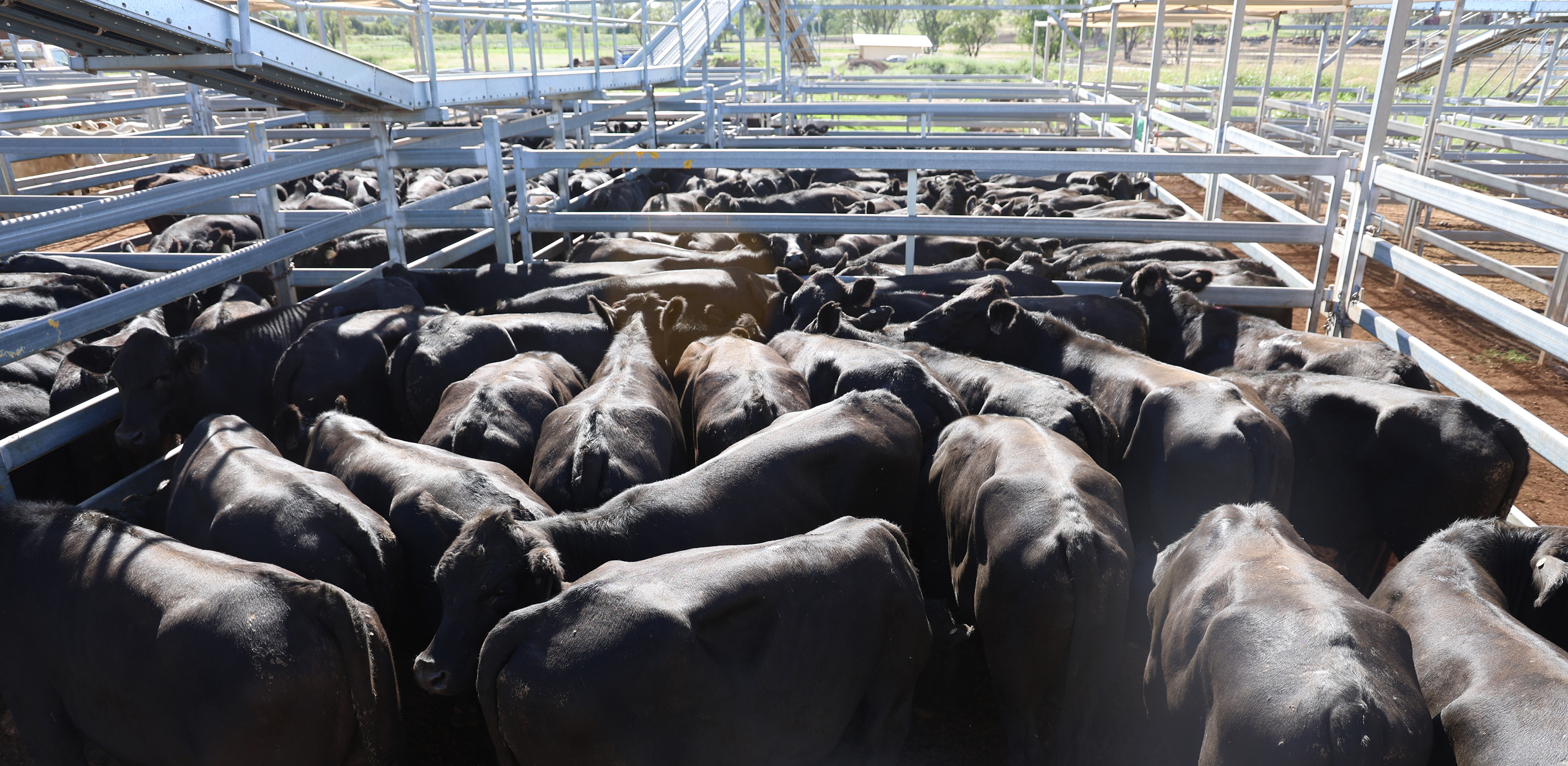 Minto Pastoral Co’s steers..jpg