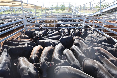 South Comongin Pastoral Co’s steers..jpg