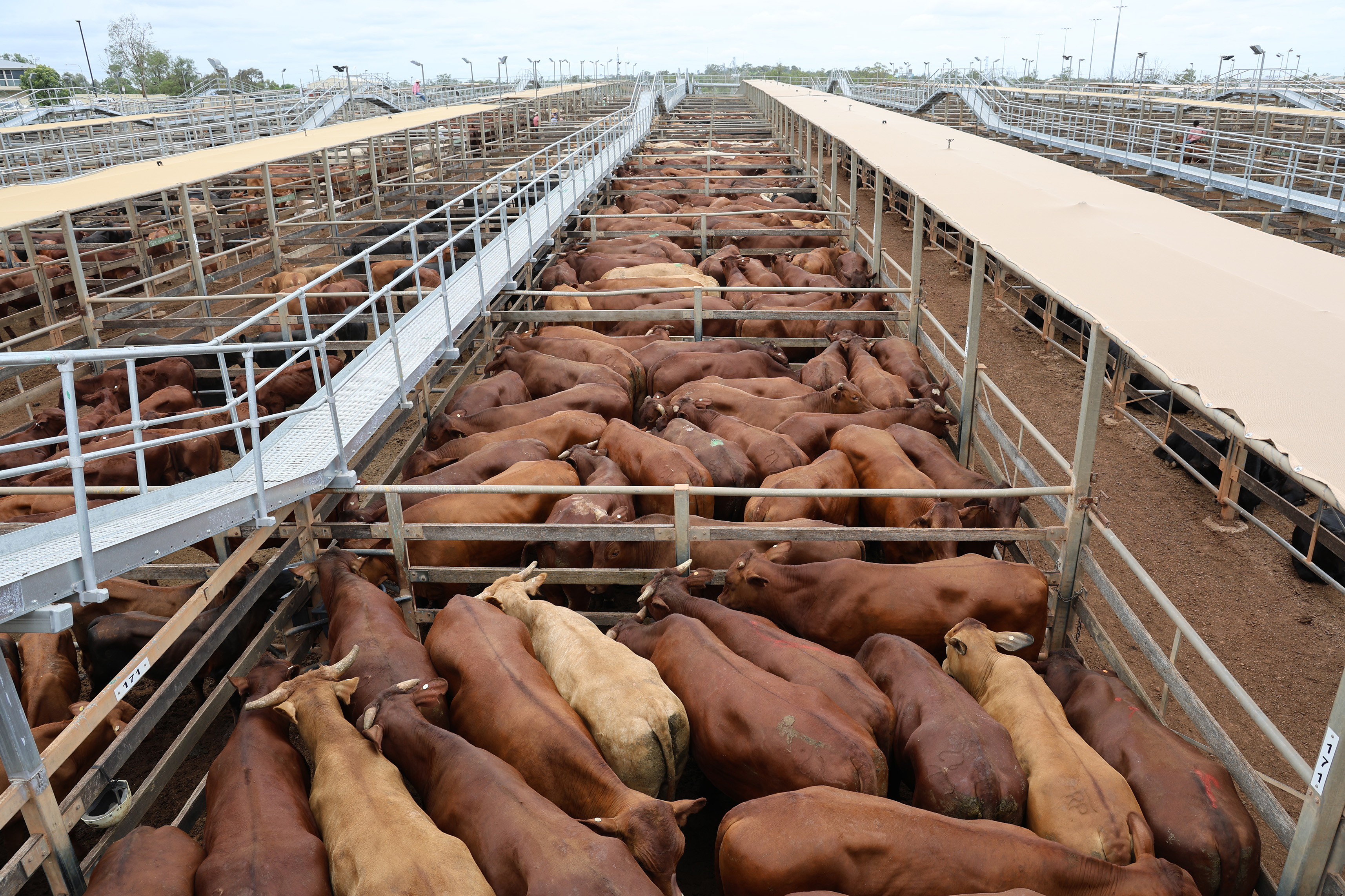 TW & NJ Jukes’ steers..jpg