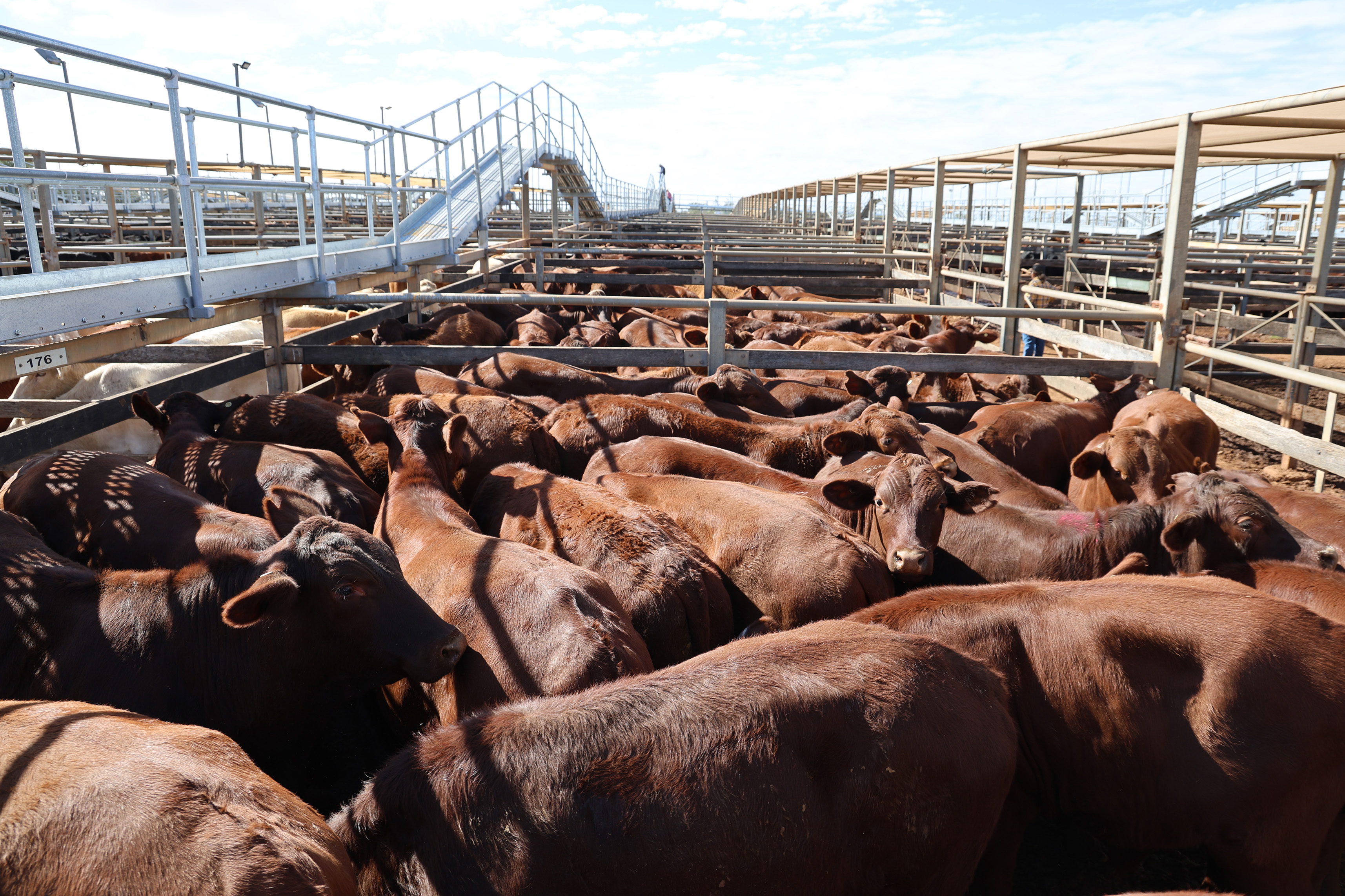 Dalco Pastoral Co’s steers..jpg