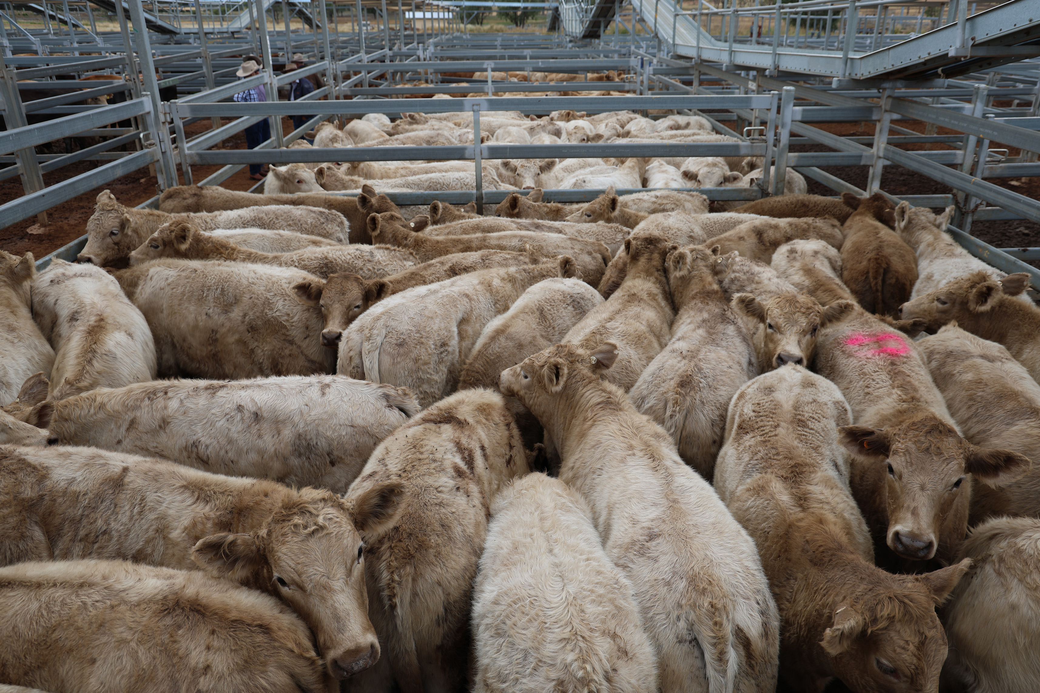 Maunder Pastoral Co’s steers..jpg