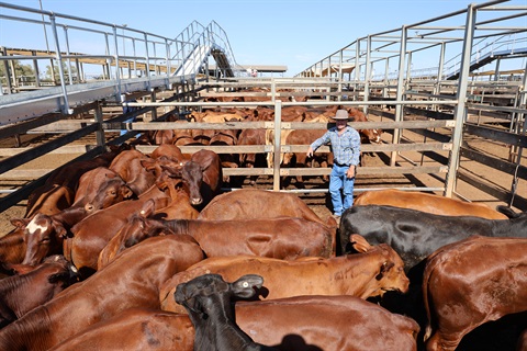 Brian Southern of 'Breena Plains', St George with Santa Gertrudis cross steers..JPG