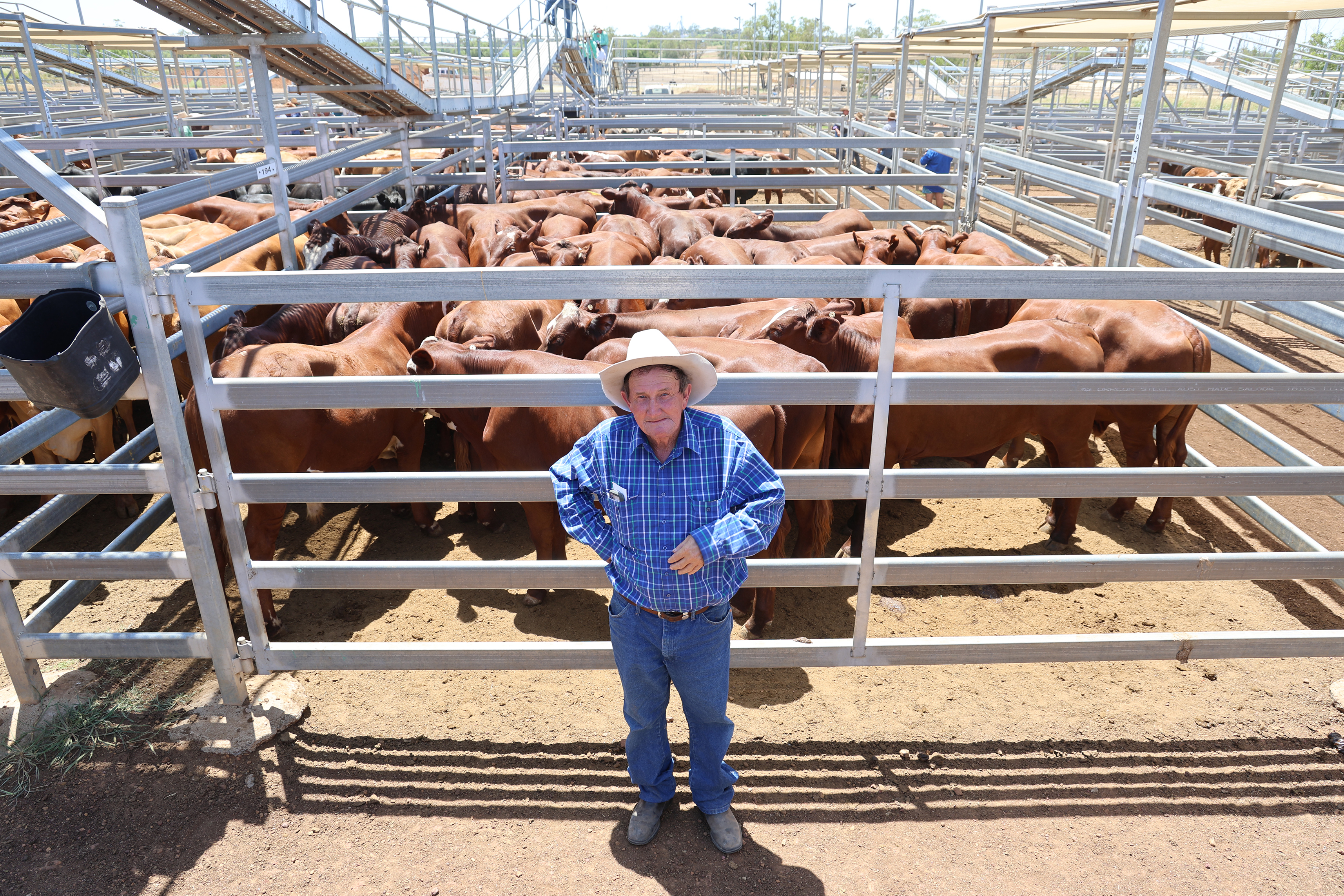 Phip Johnson of 'Innisvale', Injune, with Santa Gertrudis cross steers..jpg