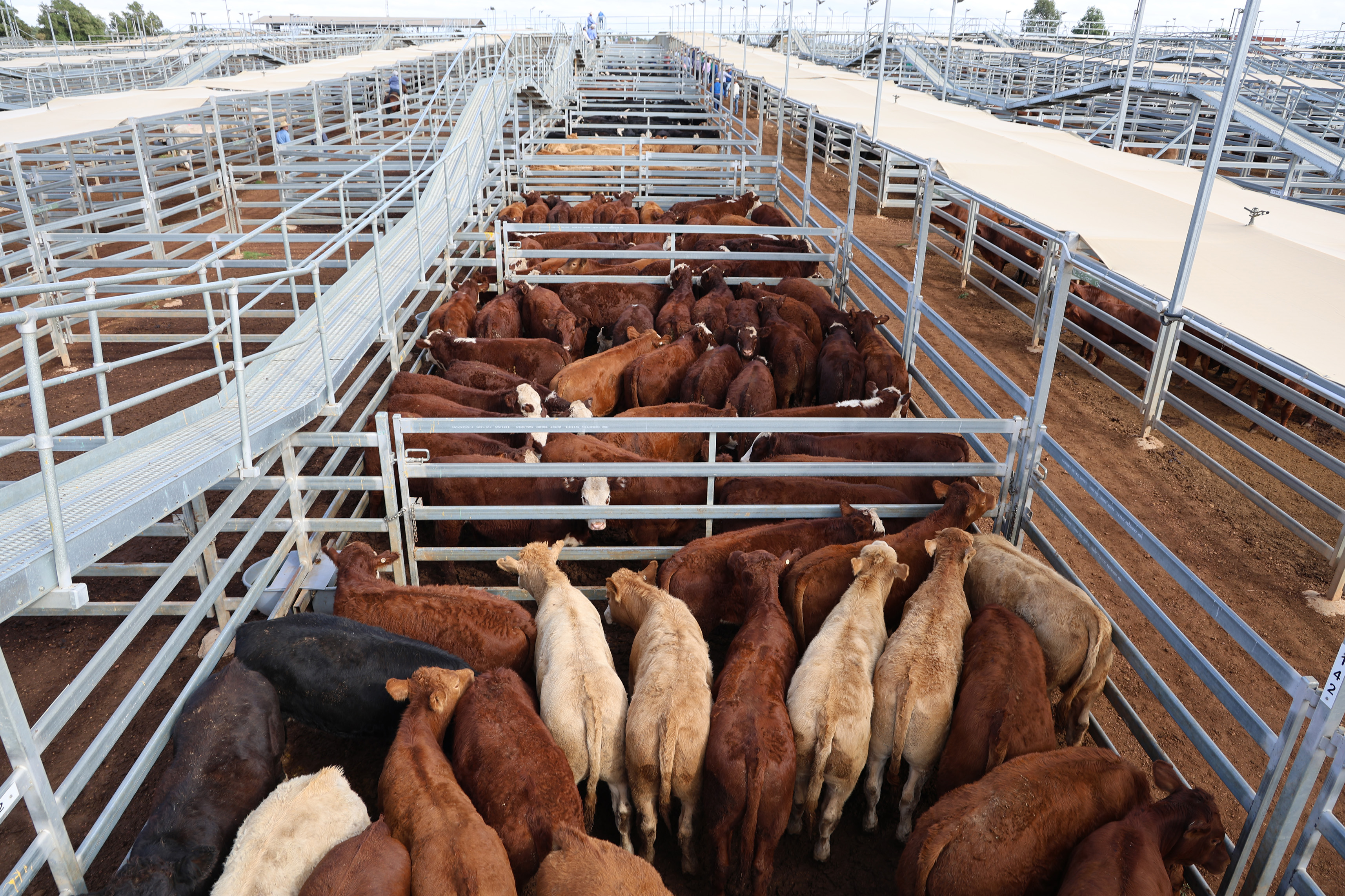 DA & KL York’s steers..jpg