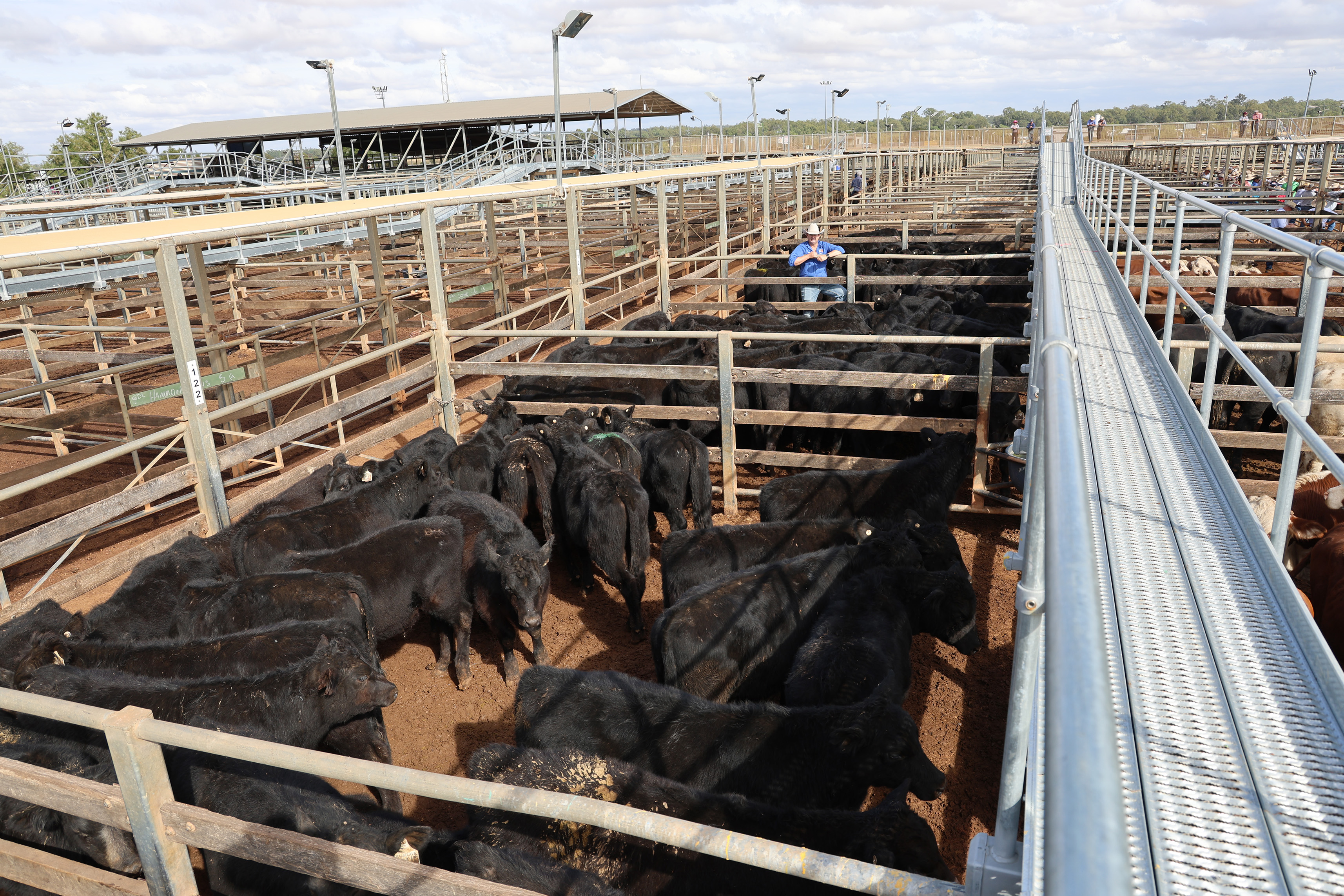 TopX livestock agent Carl Warren with Nugent Farming’s steers..jpg