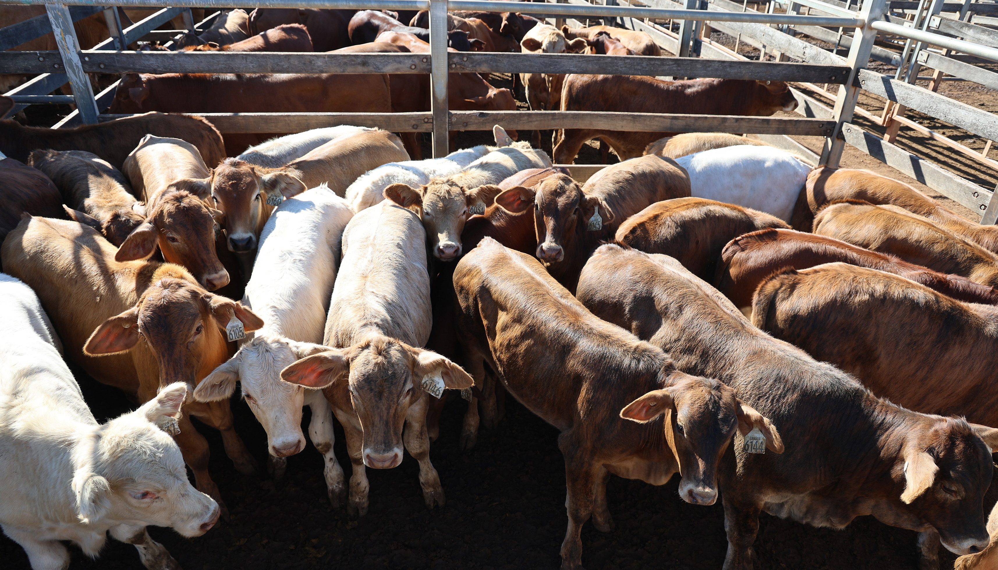 Bangor Cattle Co Pty Ltd's steers..jpg