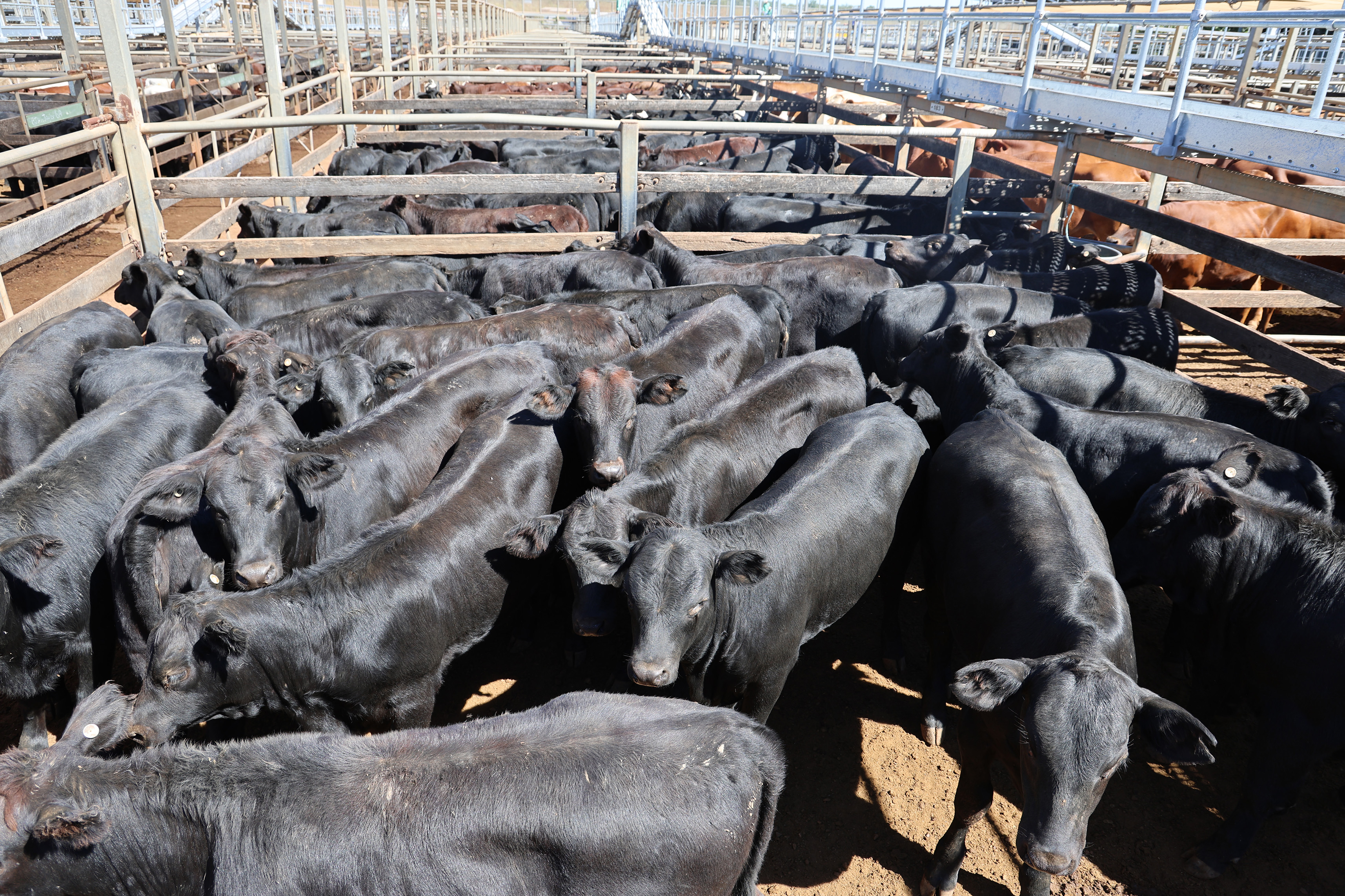 Freeman Pastoral Company's heifers..jpg