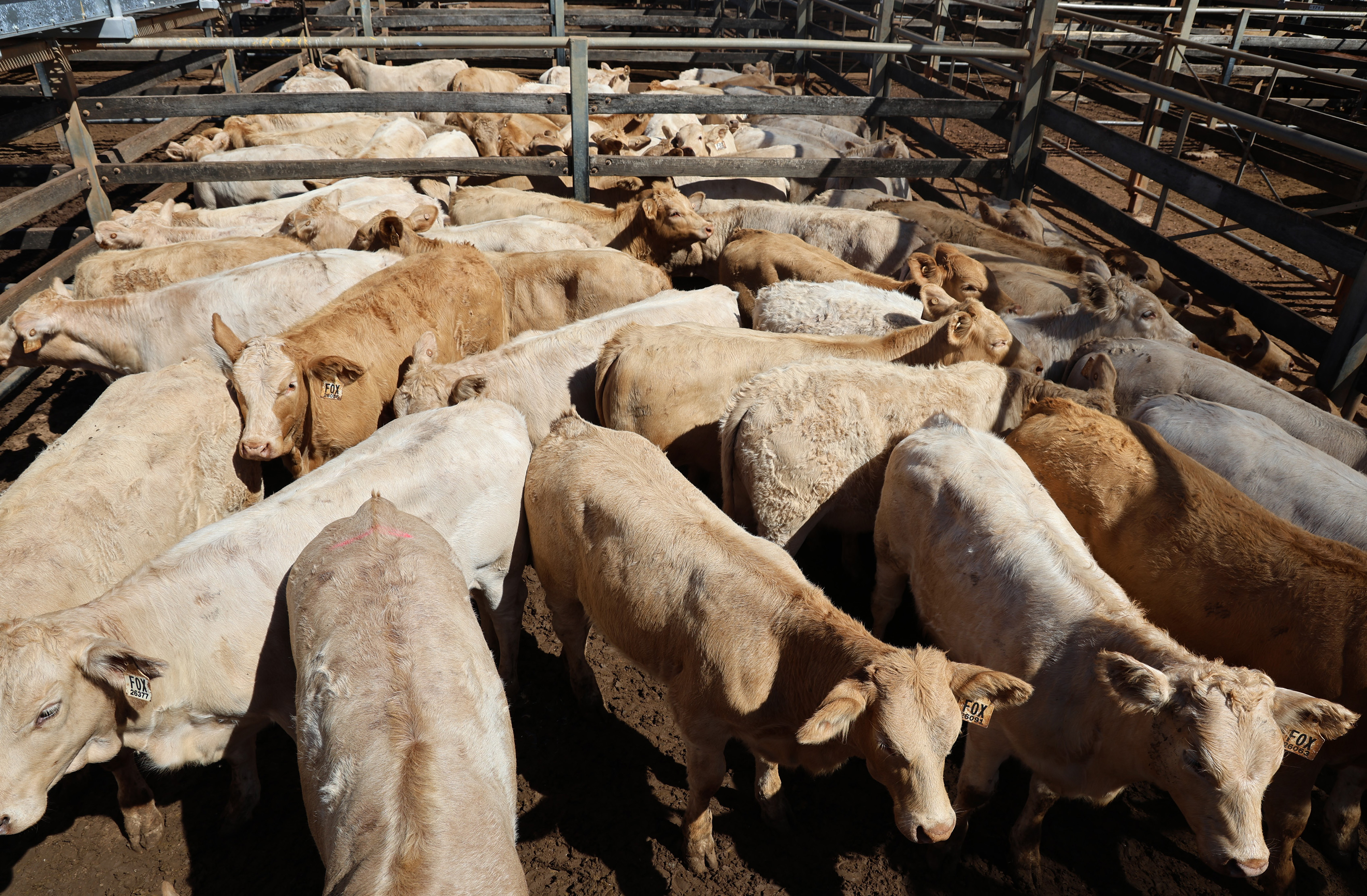 TT & KA Fox’s heifers..jpg