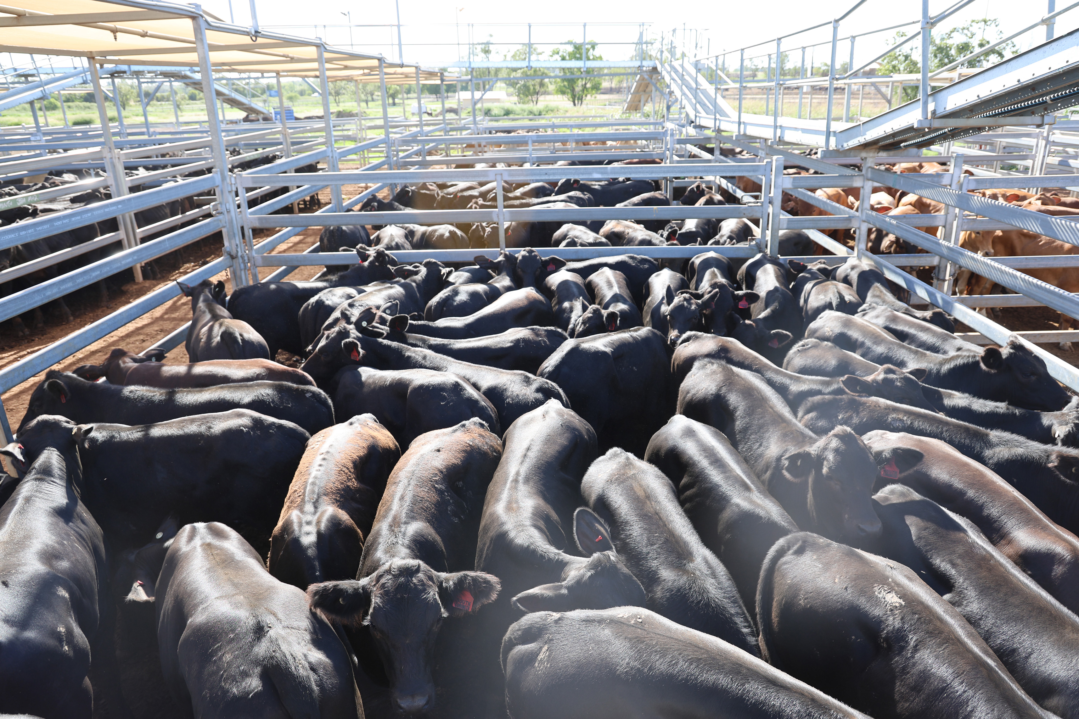 South Comongin Pastoral Co’s steers..jpg