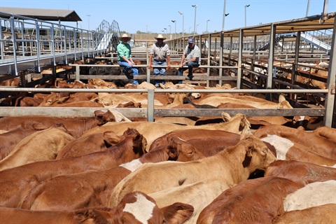 D.J. & N.H. Chandler steers pictured with Nutrien Agent, Brodie Hurley and David Chandler and Raymond Duff..jpg