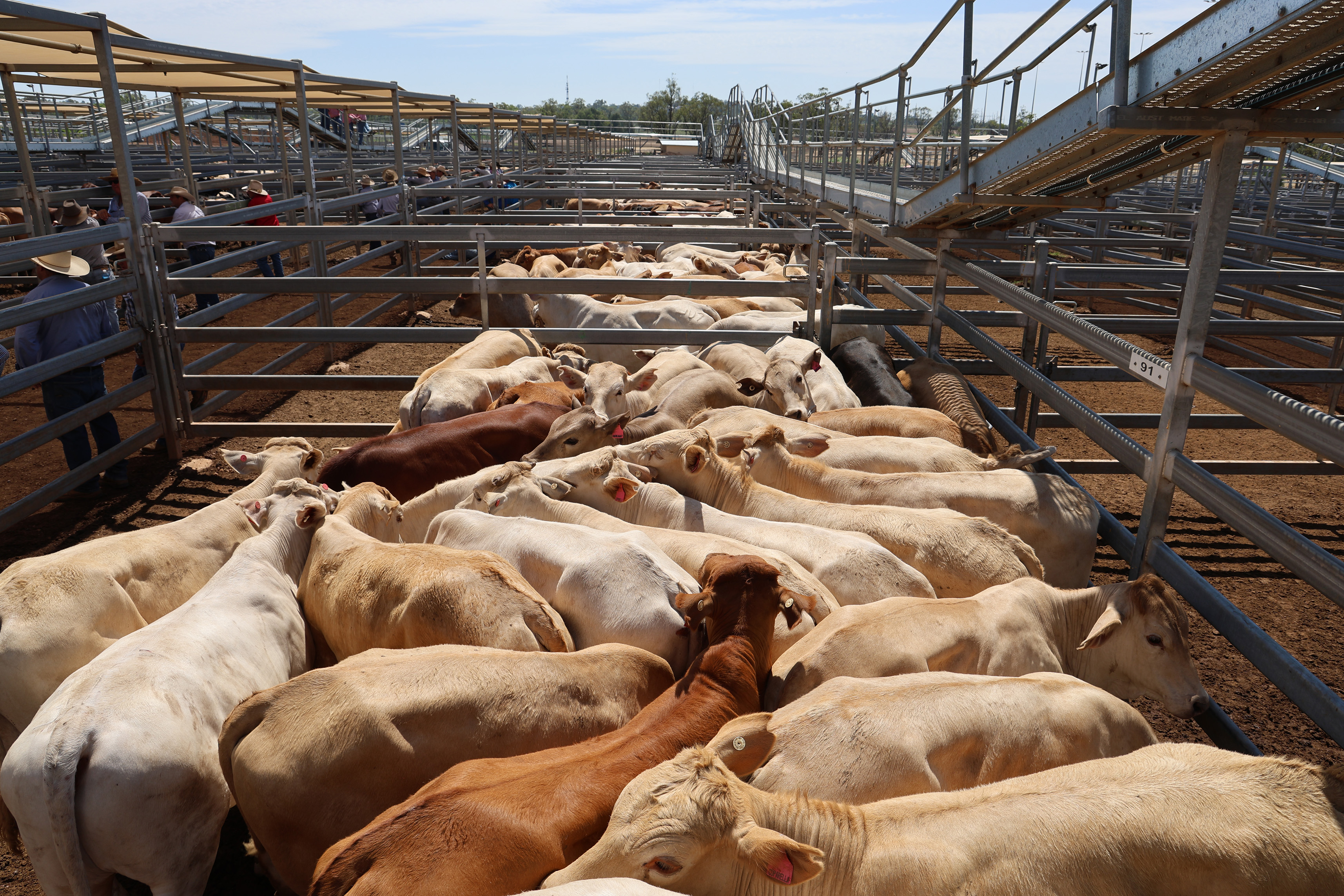 Twatty Past Co steers..JPG