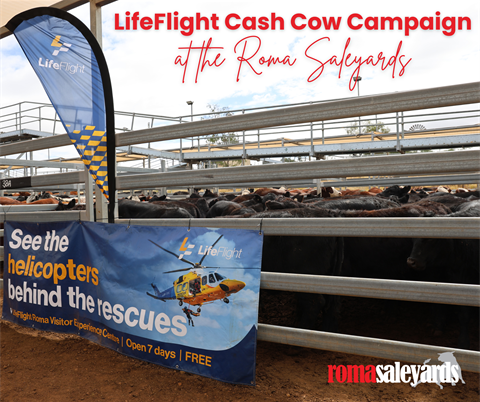 Cash Cow Campaign.png