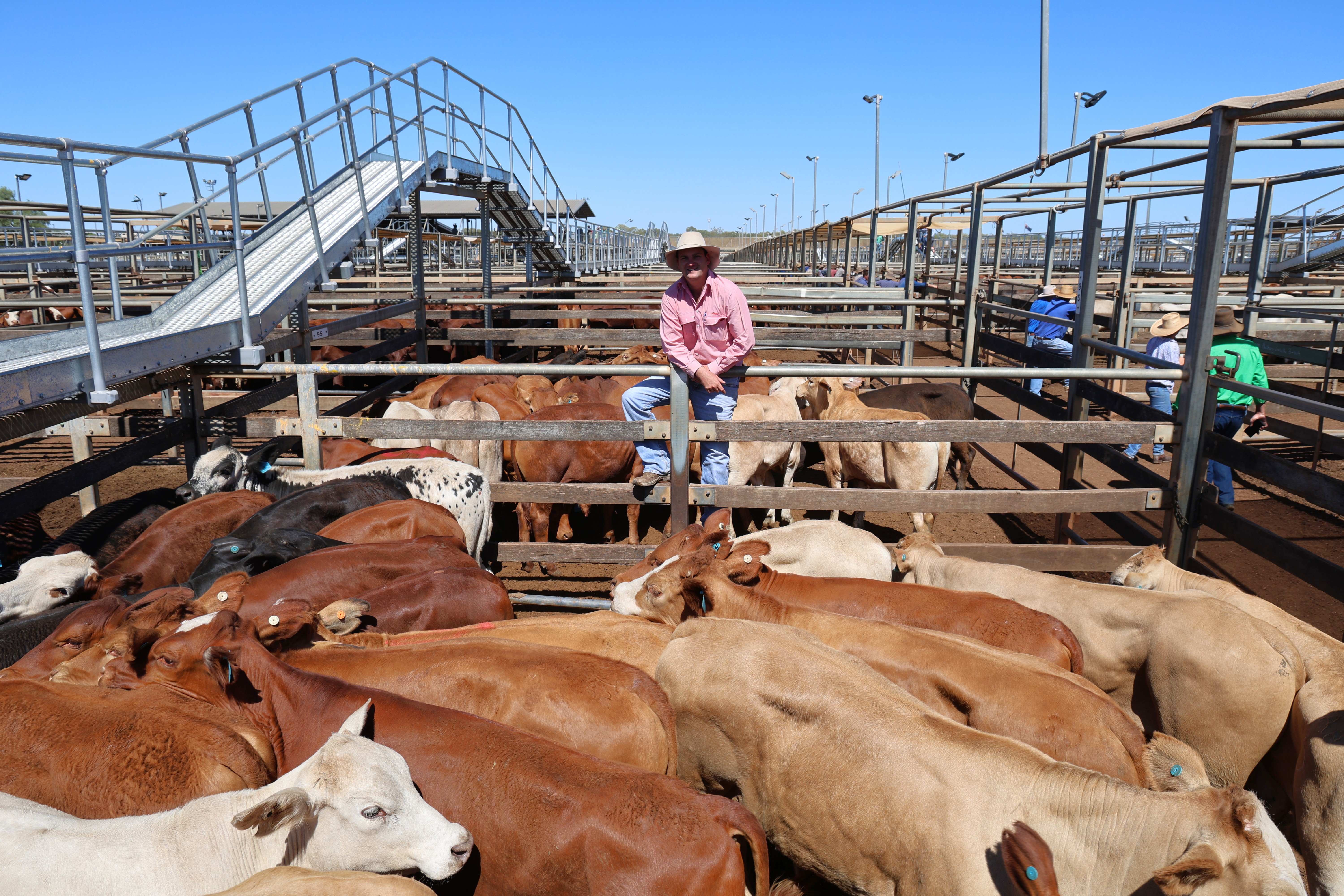 MK Henry Co cattle from 'Blue Hills' Wandoan pictured with Elders agent Billy Hall.JPG