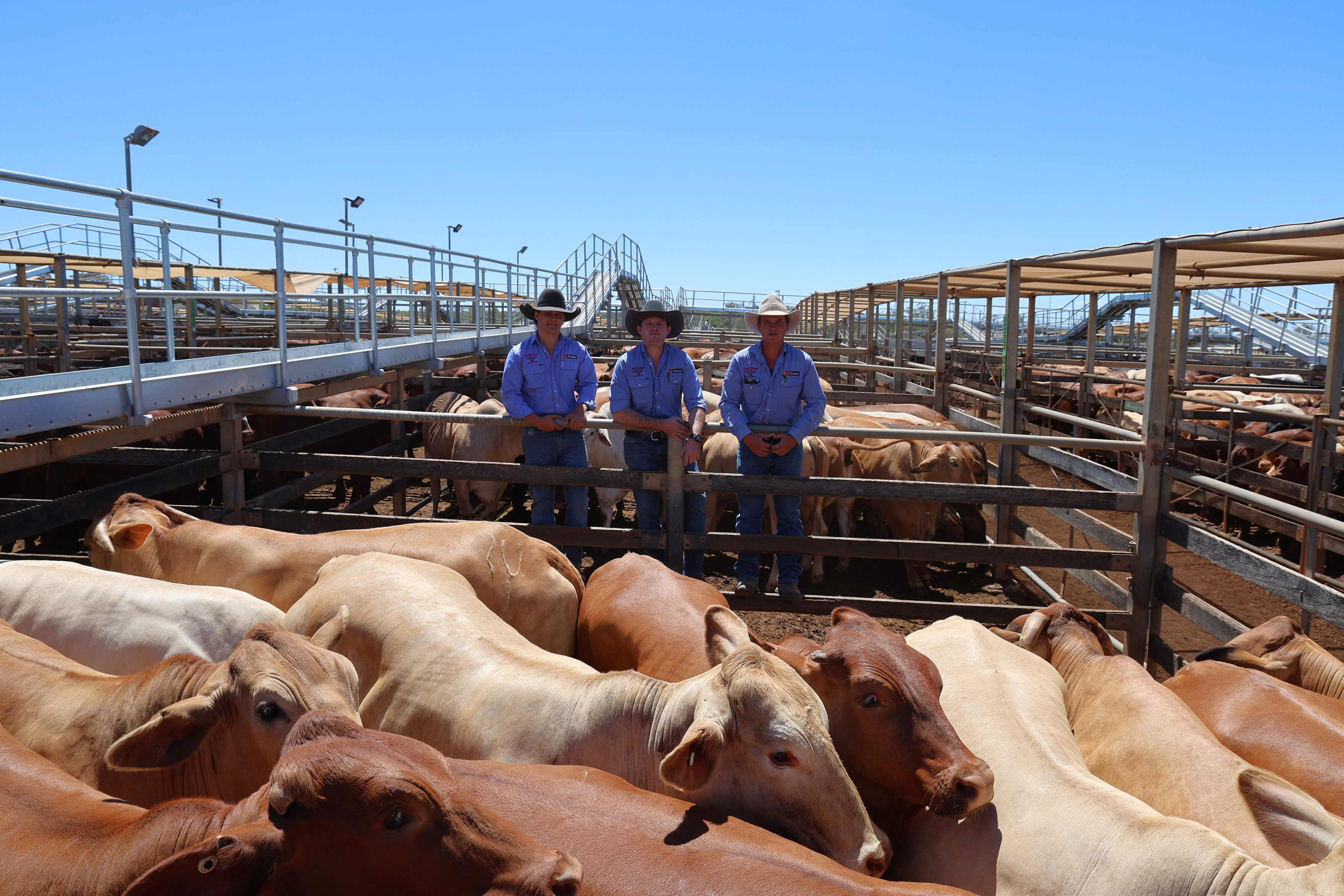 Usher Pastoral Co cattle pictured with Watkins and Co agents Braith Neven, Andrew Busiko and Charles Gleeson.png