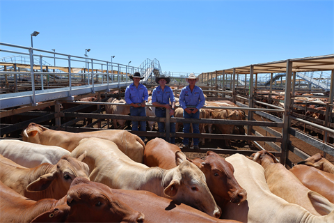 Usher Pastoral Co cattle pictured with Watkins and Co agents Braith Neven, Andrew Busiko and Charles Gleeson.png